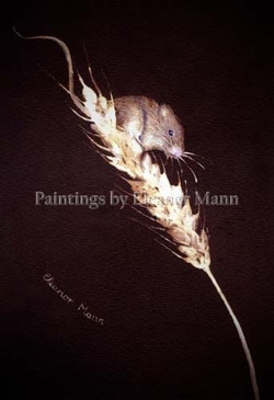 Field Mouse on Corn an original watercolour painting by Eleanor Mann