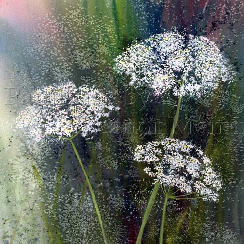 An original watercolour painting of the wild flower - Cow Parsley, by Eleanor Mann