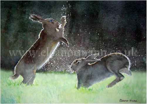 Boxing Hares - in watercolour by Suffolk Artist, Eleanor Mann