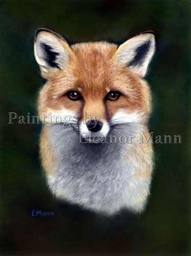 Portrait of a Fox. A picture painted with pastel by Eleanor Mann