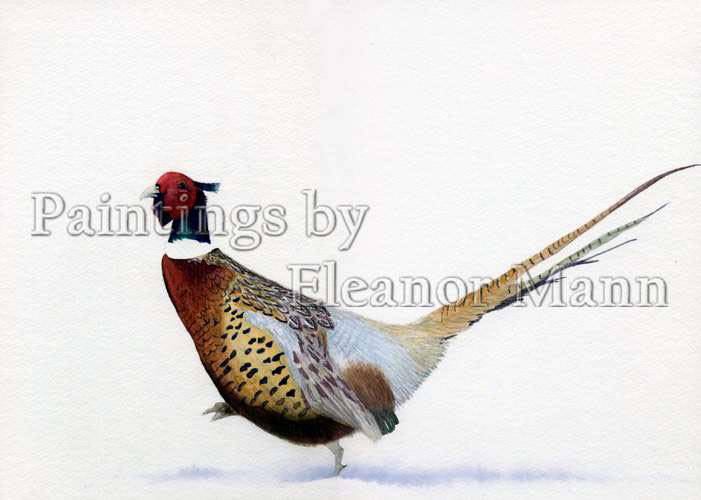 Pheasant in snow. A watercolour of a beautiful cock pheasant was in watercolour by Eleanor Mann. 