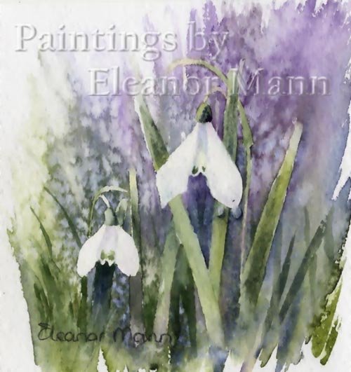 Original Watercolour painting of snowdrops. 4 in a series of 5 by Eleanor Mann