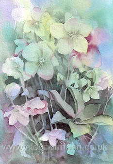 Hellebores (sometimes known as the Christmas rose) is an original watercolour painting. The original is currently for sale. Prints are available.