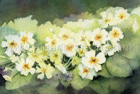 Original watercolour painting of primroses by Suffolk artist Eleanor Mann