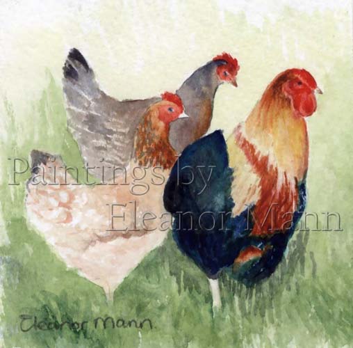 Original watercolour of chickens by Suffolk Artist, Eleanor Mann