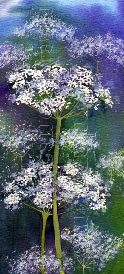 An original watercolour painting of the wild flower - Queen Anne's Lace, by Eleanor Mann