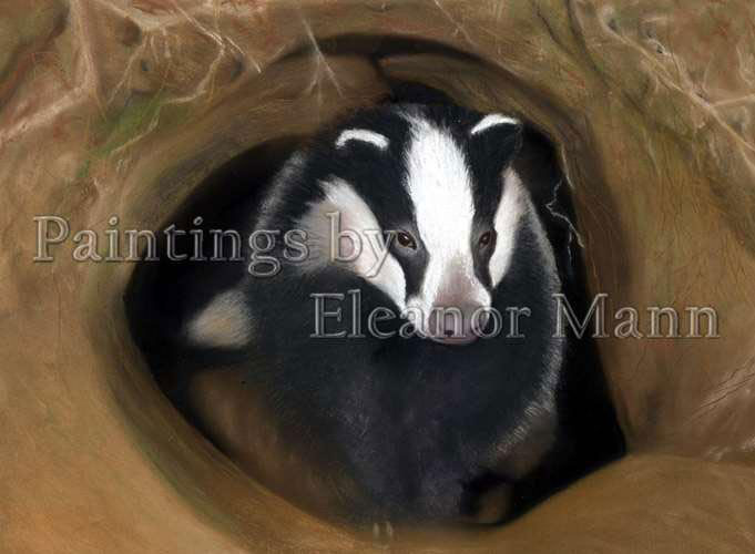 a pastel painting of a Badger set by Eleanor Mann