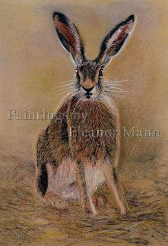 Hare painting using pastel pencils by Eleanor Mann