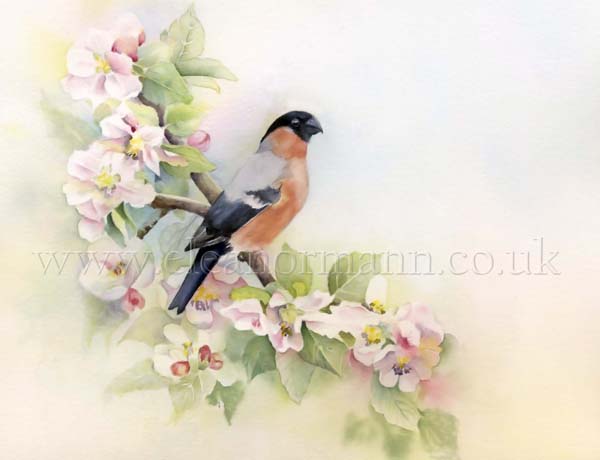 Spring, an original watercolour painting of a Bullfinch on apple blossom by artist Eleanor Mann