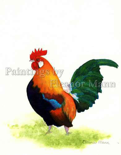 Cockerel (ink) a painting by Eleanor Mann