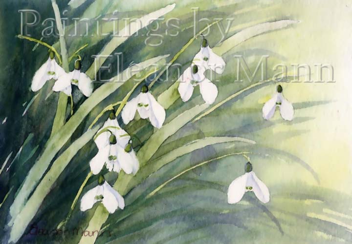 Original Watercolour painting of snowdrops. 1 in a series of 5 by Eleanor Mann