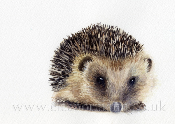 Original watercolour painting of a Hedgehog by Suffolk artist Eleanor Mann Winsor & Newton Artist Quality Paint on Bockingford 140lb paper made by St Cuthberts Mill England