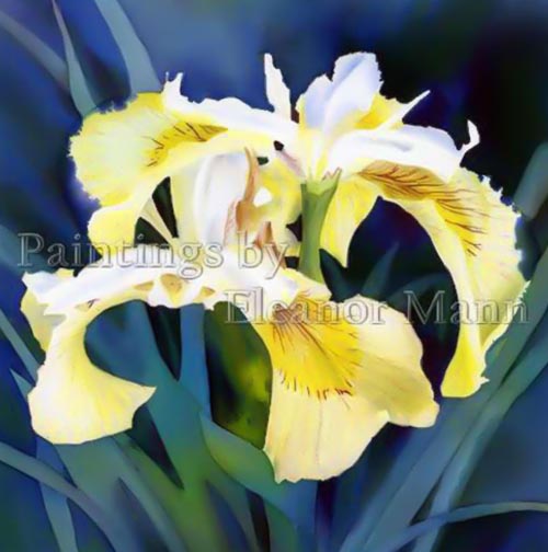 Yellow Iris is an original watercolour by Artist, Eleanor Mann.