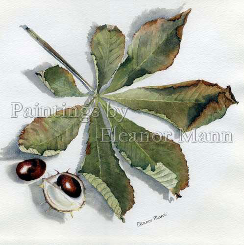 Horse chestnuts and conkers a watercolour painting by Eleanor Mann