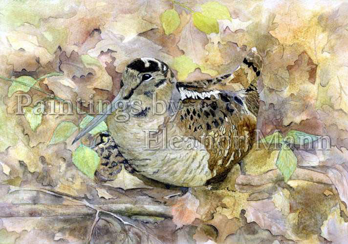 Woodcock watercolour painting by Eleanor Mann