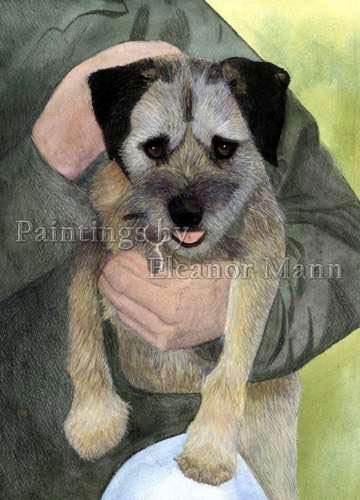 Border Terrier dog watercolour painting