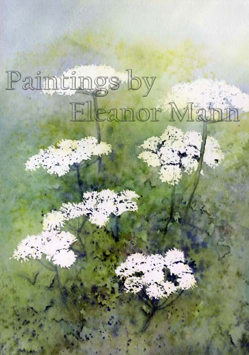 An original watercolour painting of the wild flower - Anthriscus sylvestris or Cow Parsley, by Eleanor Mann