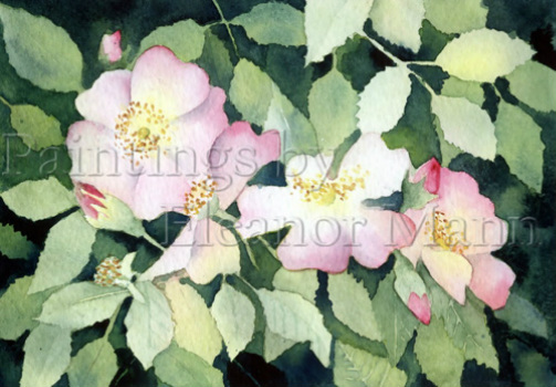 Dog Roses - an original watercolour painting by Eleanor Mann.