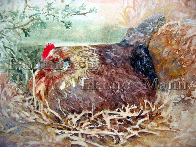 Dutch Bantam on her nest a watercolour painting by Eleanor Mann