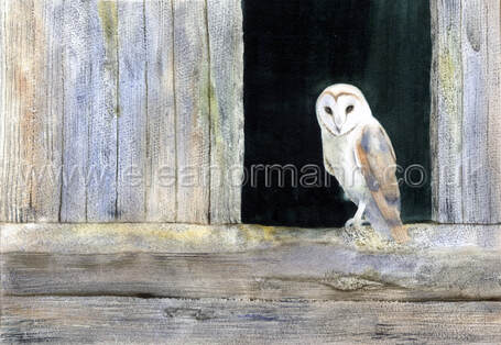 Original watercolour of a barn owl by Suffolk artist Eleanor Mann for sale