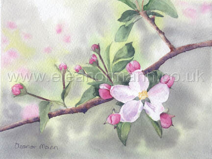 Original watercolour painting of apple blossom by Suffolk artist Eleanor Mann