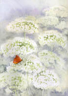 Butterfly in cow parsley